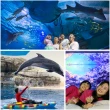 【花蓮遠雄海洋公園】夜宿海豚館★適用7歲以上1泊2食含海豚體驗(玩遊樂園、專人導覽)