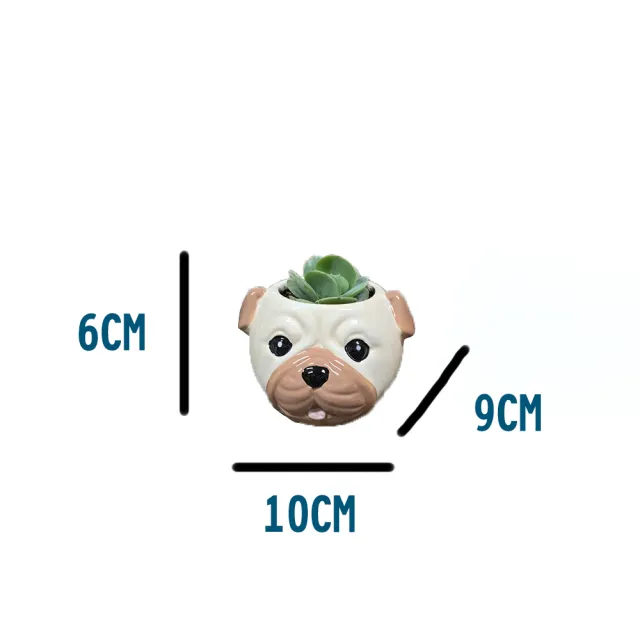 【園藝世界】活體植栽-動物造型盆3入組(多肉/造型盆/2024新款)