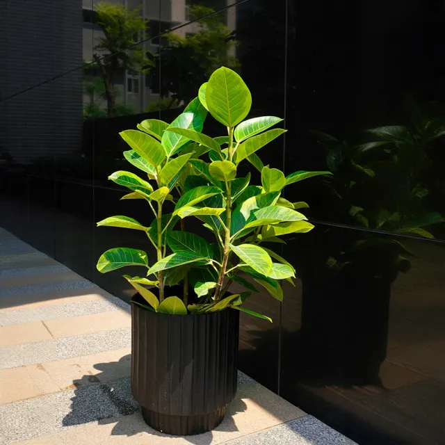 【CNFlower 西恩】黃金橡膠木 落地植物(送禮/植物/植物/居家擺飾)