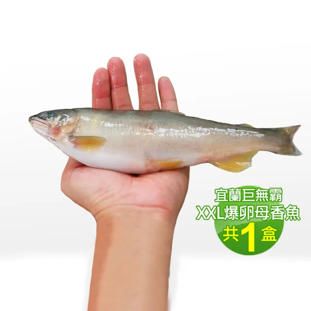 【優鮮配】宜蘭特選巨無霸XXL爆卵母香魚1盒(5尾/920g/盒/中秋烤肉)