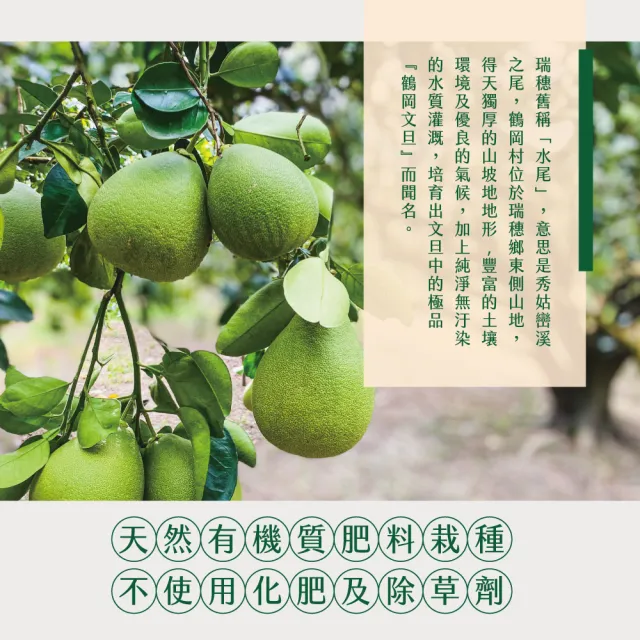 【初品果】花蓮鶴岡海伯40年老欉文旦10斤10-14顆x2箱(小果_外銷等級_中秋禮盒_企業送禮)