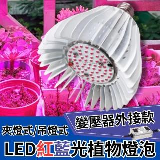 【JIUNPEY 君沛】50W 紅藍光譜E27植物燈泡 變壓器外接款(植物生長燈)
