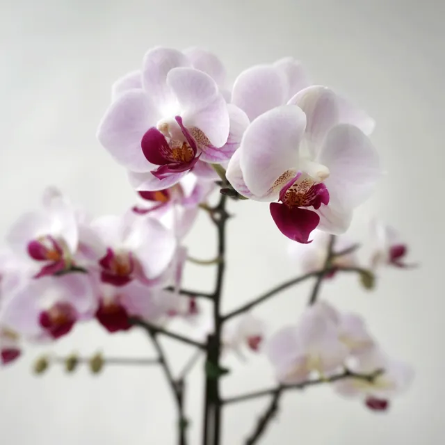 【CNFlower 西恩】日和 蘭花植物(送禮/植栽/祝賀/居家擺飾/裝飾)