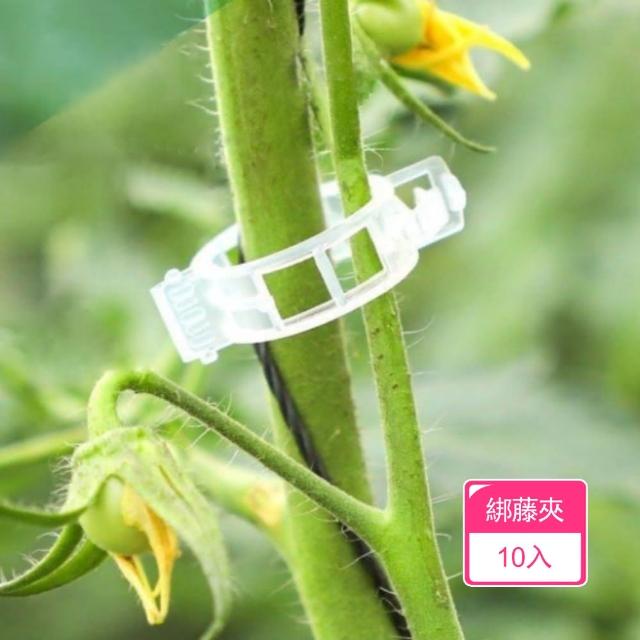 【Dagebeno荷生活】卡扣設計PP材質藤蔓植物固定夾 免搭架農場園藝綁藤夾(10入)