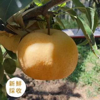 【禾ME】苗栗友善豐水梨大禮盒(12A/10顆裝)