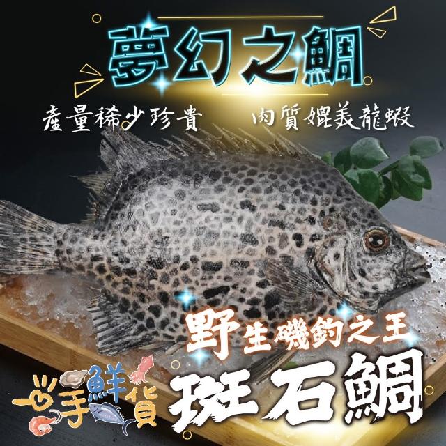 【一手鮮貨】野生臺灣石鯛(1尾組/單尾殺清前500~600g/三去處理/斑石鯛)