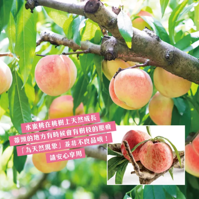 【初品果】超大顆拉拉山水蜜桃禮盒6顆x1盒(水蜜桃1200g_五月桃_媽媽桃_產地直送_季節限定_禮盒)