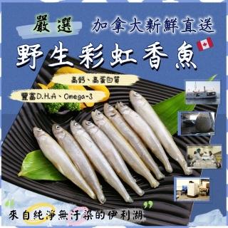 【金牌廚藝】野生捕撈鮮凍彩虹香魚