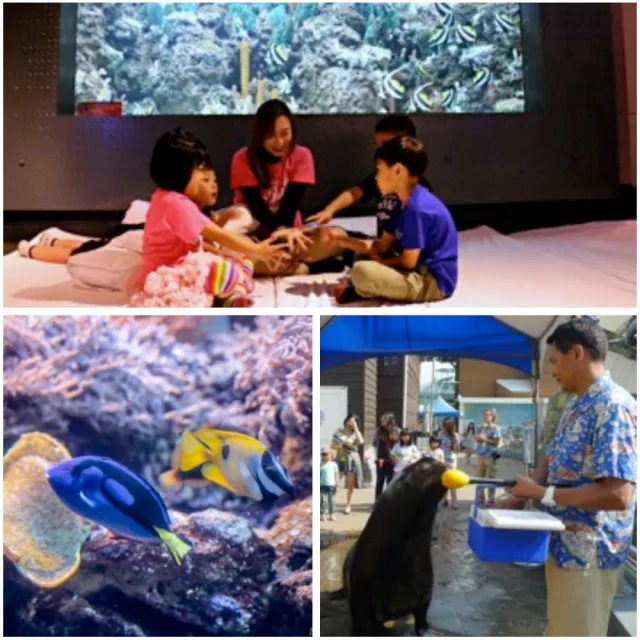 【花蓮遠雄海洋公園】暑假夜宿海豚館★適用6歲以下1泊2食含海豚體驗(玩翻樂園、專人導覽)