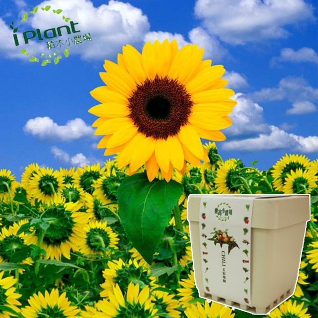 【iPlant】積木小農場-向日葵(內含種子培養土肥料花盆)