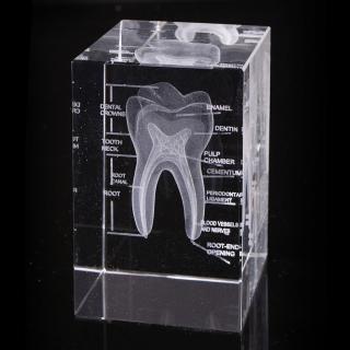 【Mr.sci 賽先生科學】透視牙齒水晶紙鎮