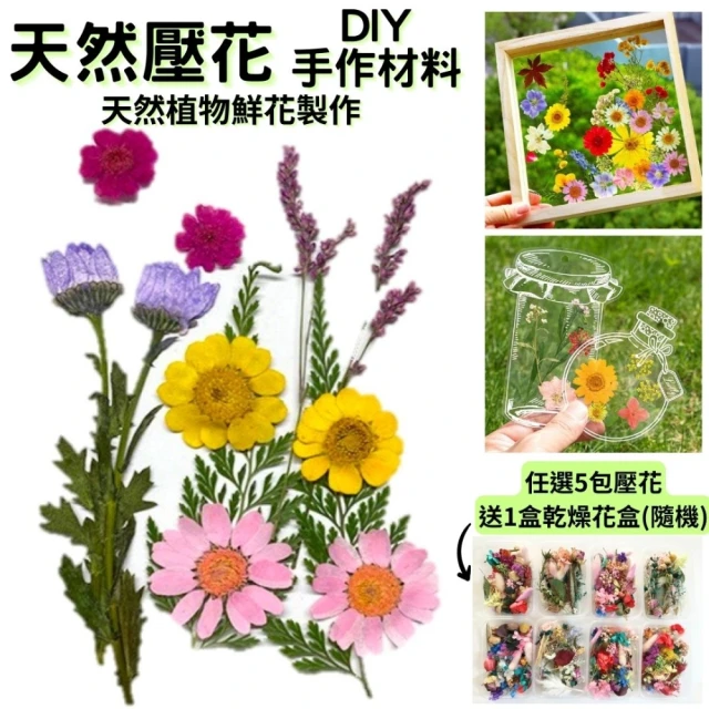 A-ONE 匯旺 永生壓花 乾燥壓花 書籤DIY 真花壓花 植物標本素材 乾花 菊花 花藝材料包