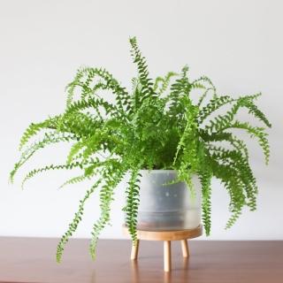 【紐西蘭boskke】耕作之盆 12cm(室內盆栽 自動澆水 懶人花器)