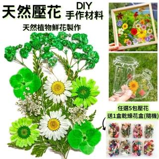 【A-ONE 匯旺】花藝材料包 綠葉 乾燥花 永生花 壓花 DIY水晶 書籤 多款可選 植物標本