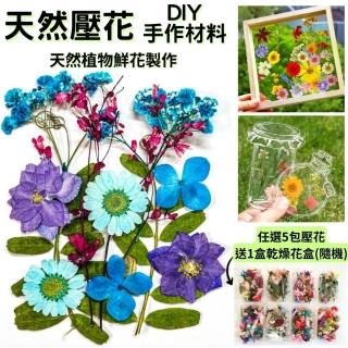 【A-ONE 匯旺】藍色壓花 押花 乾燥花 壓花材料 DIY植物押花 乾燥花 壓花DIY浮油花