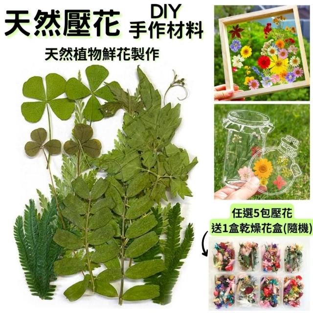 【A-ONE 匯旺】綠葉永生壓花材 居家裝飾 乾燥壓花 不凋花 花藝書籤 多款可選 植物標本壓花