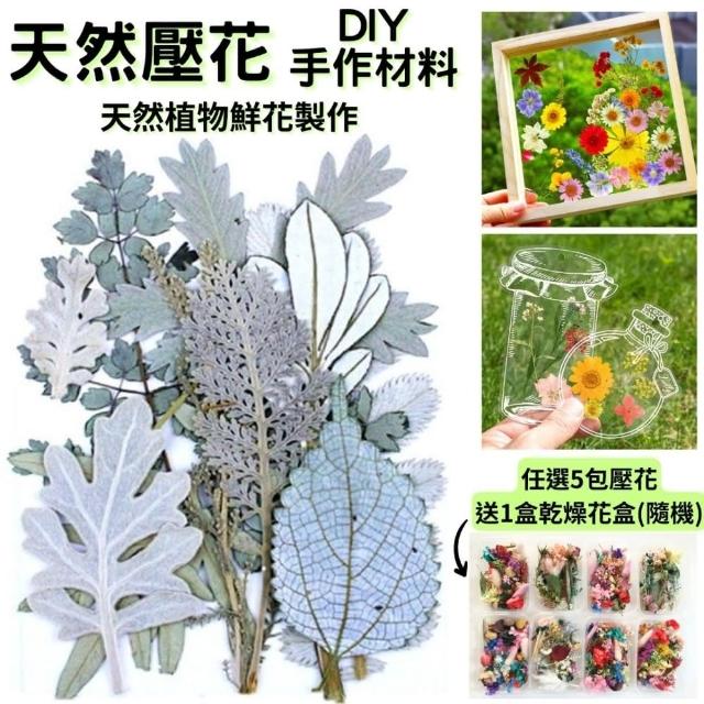 【A-ONE 匯旺】天然乾燥花材包 雪白森林 押花 壓花書籤 拍攝道具 花藝材料包 永生花材