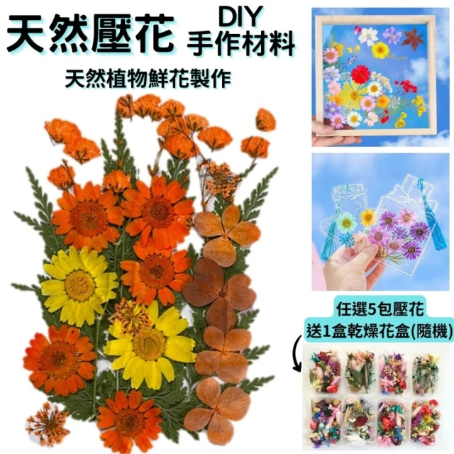 A-ONE 匯旺 真花壓花 永生花 春色粉菊花 DIY水晶滴膠 飾品 手帳裝飾 乾燥花 植物 押花標本 書籤