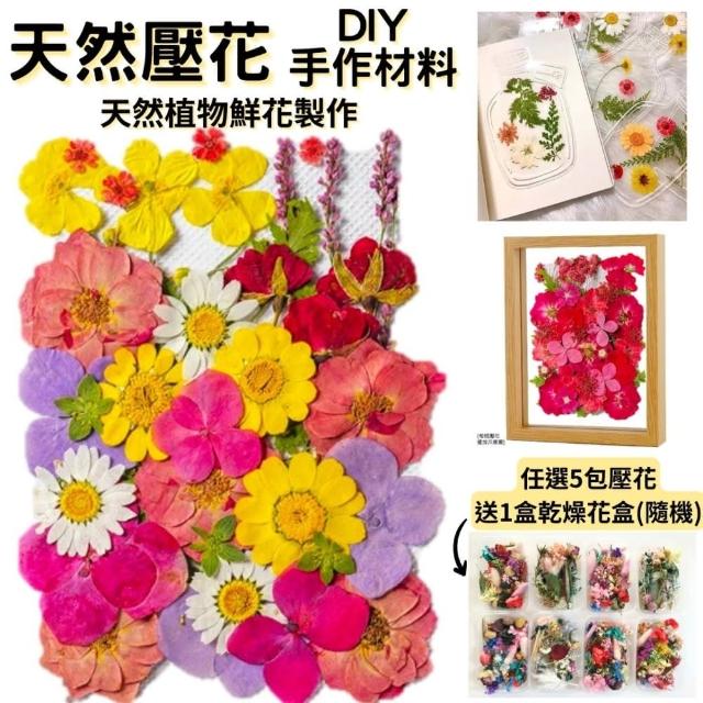 【A-ONE 匯旺】永生壓花 壓花書籤 壓花材料包 乾燥花書籤 乾燥壓花 押花 樹葉書籤 乾燥花