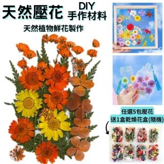 【A-ONE 匯旺】真花壓花 永生花 春色粉菊花 DIY水晶滴膠 飾品 手帳裝飾 乾燥花 植物 押花標本 書籤
