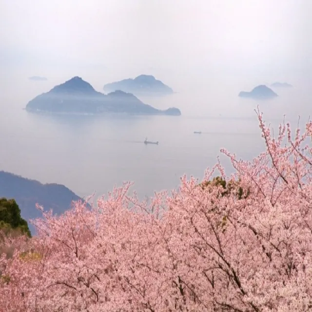 【喜鴻假期】【高雄出發．四國獻櫻情６日】阿波舞體驗、紫雲出山、倉敷、仙境溪谷遊船、金刀比羅宮