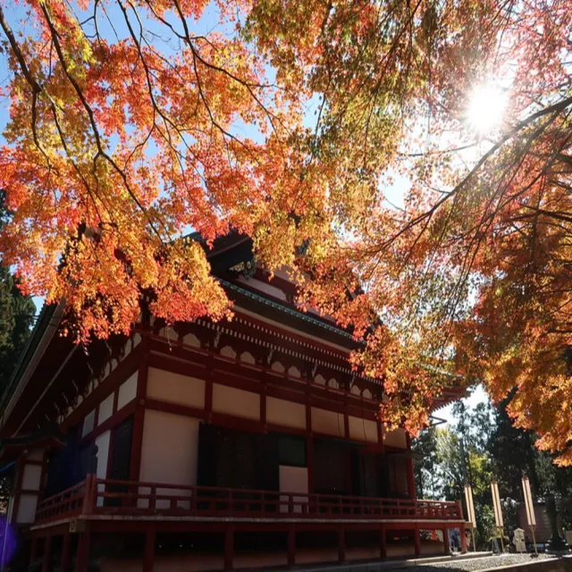 【喜鴻假期】【高雄出發．楓遊關西半自助６日】延曆寺紅葉名所、比叡山纜車、環球影城、蝦和牛饗宴