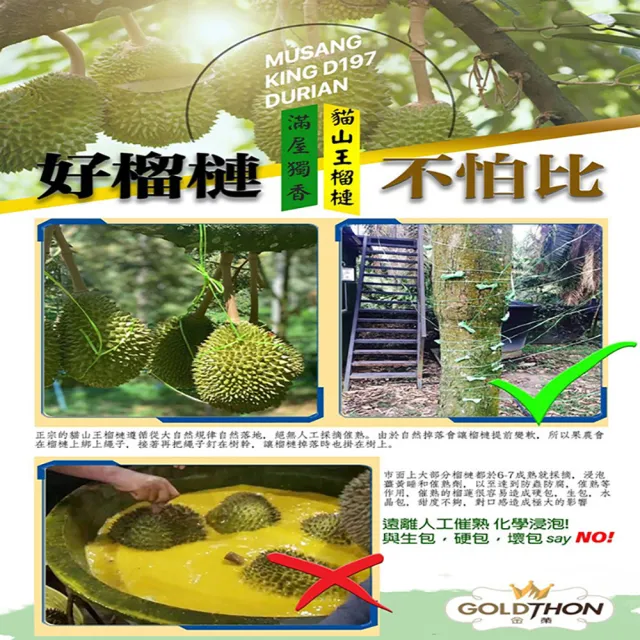 【Gold Thon】馬來西亞黑刺榴槤果肉盒裝400克*2盒(真空貼體盒裝 清真認證)