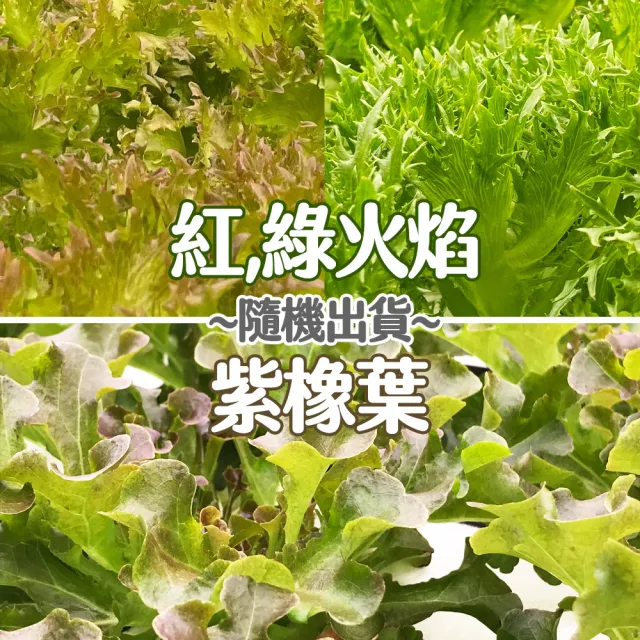 【合家歡 水耕蔬菜】綜合生菜150g x 4盒裝(宅配 水耕 萵苣 生菜)