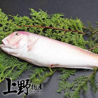 【上野物產】6隻 馬頭魚