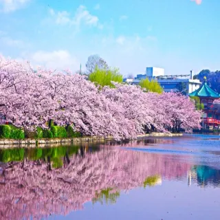 【喜鴻假期】【高雄出發．關東賞櫻全紀錄５日】相模湖櫻花祭、賞櫻百選名勝、箱根海陸空、溫泉