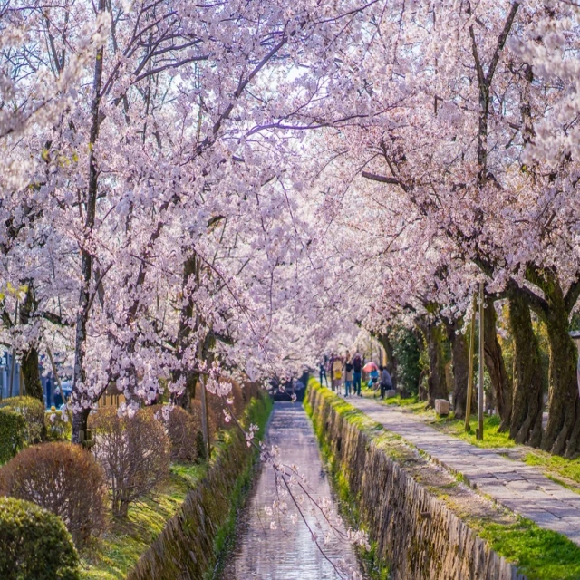 喜鴻假期 【高雄出發．花紛飛大阪賞櫻５日】賞櫻百選、南紀溫泉、京阪神海陸空、龍蝦和牛饗宴