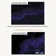 【DermEden 得美登】A醇撫紋眼霜15mL+A醇再生修護精華30mL+A醇緊緻修護霜50mL(法國藍帶三星組)