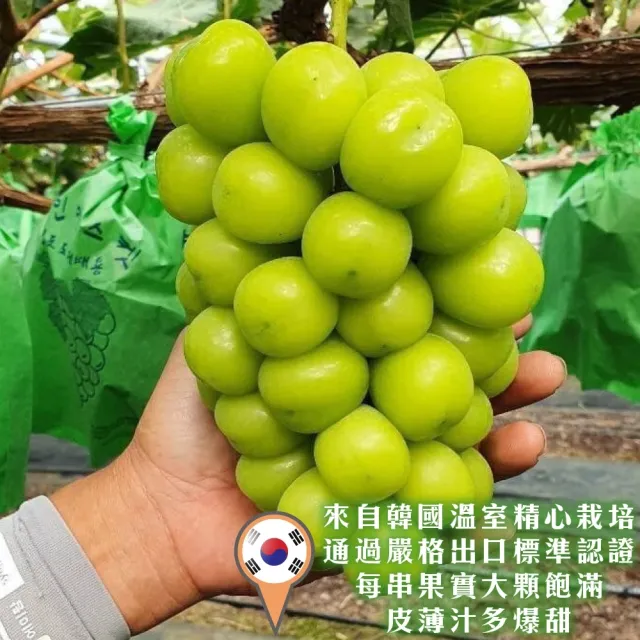 【WANG 蔬果】韓國麝香葡萄4kgx1箱(5-6串/箱_原裝箱)