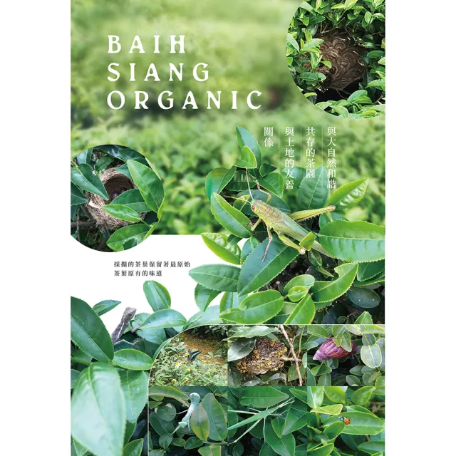【百香】綠茶三角立體茶包3gx16入 1罐 自然農法 茶包(100%台灣茶 百香茶葉 綠茶 茶包 年節送禮)