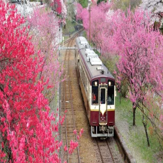 【喜鴻假期】【東京漫舞櫻花５日】佐原遊船、渡良瀨溪谷鐵道、關東櫻花祭、日光東照宮、伊香保溫泉