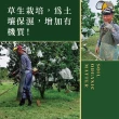 【e果園】台南麻豆特選-西施柚10台斤/箱(約5-6大顆/箱)
