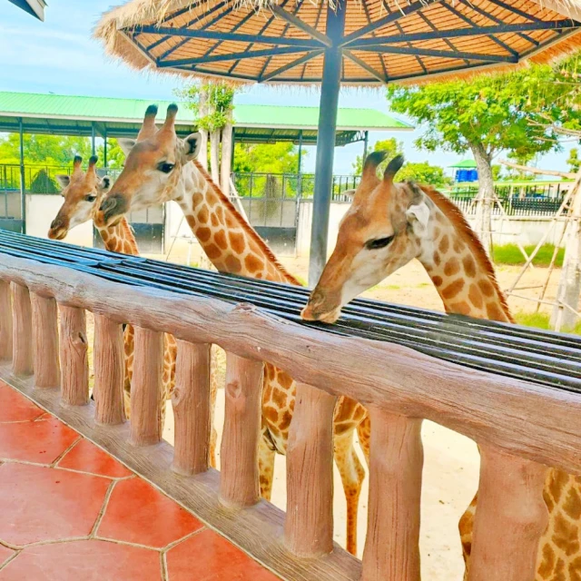 8人成行-無購物送小費 長榮航空泰國曼谷大城動物園芭達雅水上活動夜遊湄南河6日