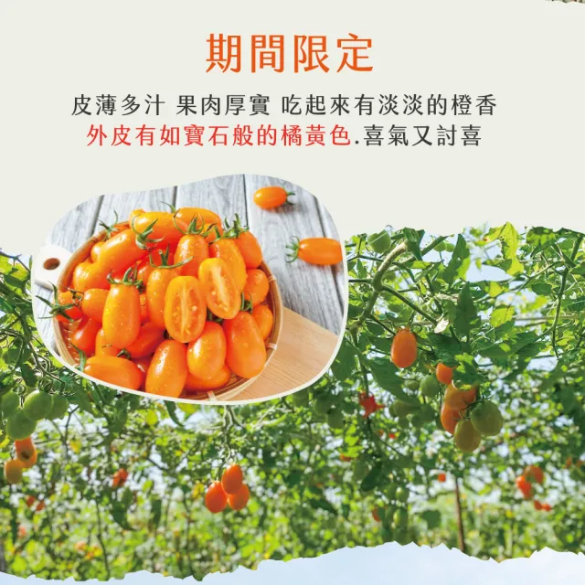 【初品果】宋媽媽橙蜜香小番茄禮盒3斤x9盒(年節禮盒_高雄美濃_產地直送_季節限定)