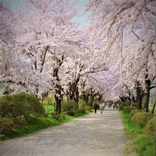 【喜鴻假期】【春櫻漫漫東北５日】米澤牛、櫻花百選、雙鐵道、狐狸村、大內宿、採果樂、溫泉饗宴