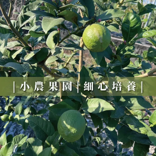 有籽檸檬 10斤箱裝(產地直銷 現採新鮮出貨)