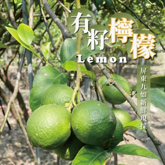 有籽檸檬 10斤箱裝(產地直銷 現採新鮮出貨)