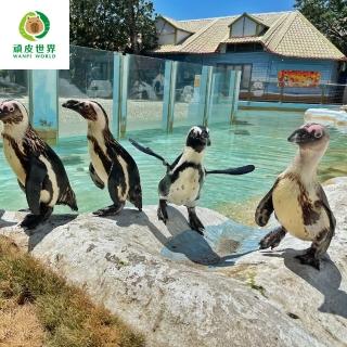 【臺南頑皮世界】動物園單人敬老票★65歲以上假日不加價(歐享券-玩樂生活休息)