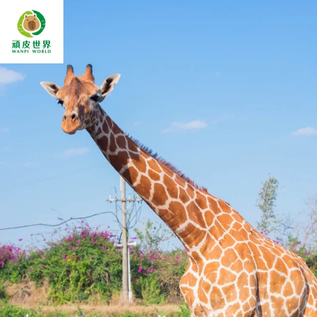 【台南頑皮世界】動物園單人敬老票★65歲以上假日不加價(歐享券-玩樂生活休息)