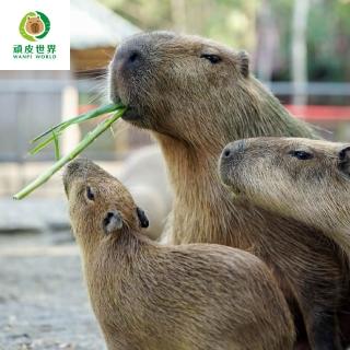 【臺南頑皮世界】動物園單人幼童票3-6歲★假日不加價(歐享券-玩樂生活休息)
