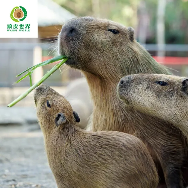 【台南頑皮世界】動物園單人幼童票3-6歲★假日不加價(歐享券-玩樂生活休息)