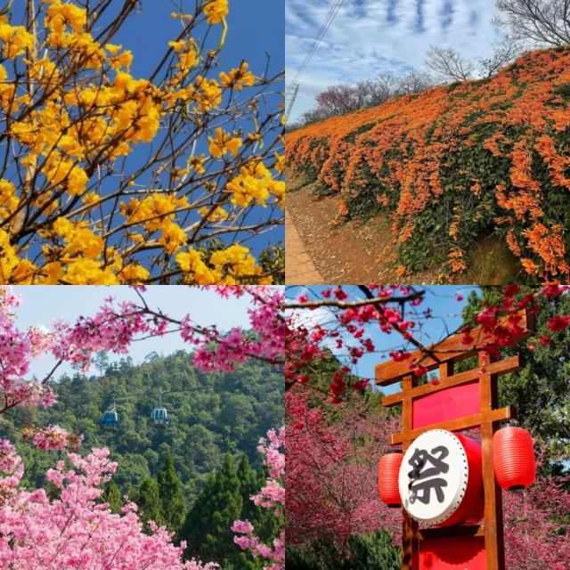 吉航旅遊 九族花之祭典日月潭纜車炮仗花瀑布阿勃勒金色花海五星金典二日