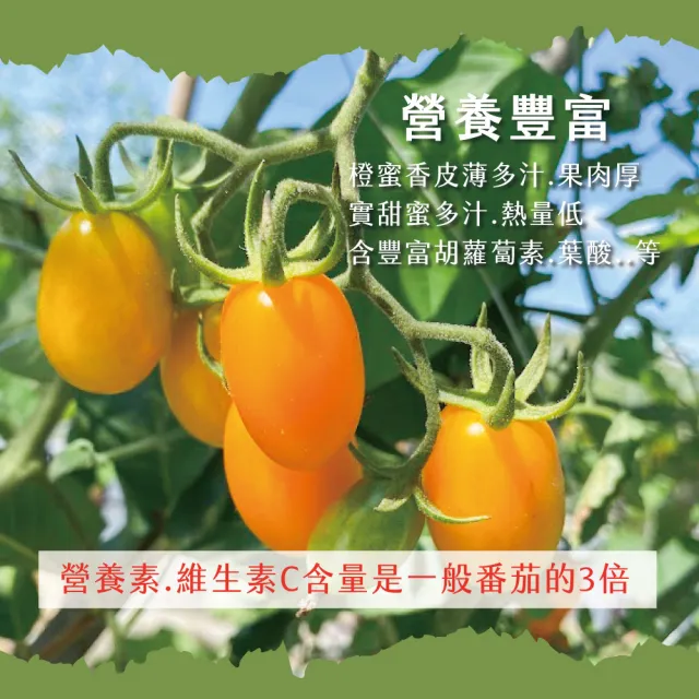 【初品果】美濃達哥橙蜜香小番茄禮盒4斤x4盒(季節限定_產銷履歷_年節禮盒)