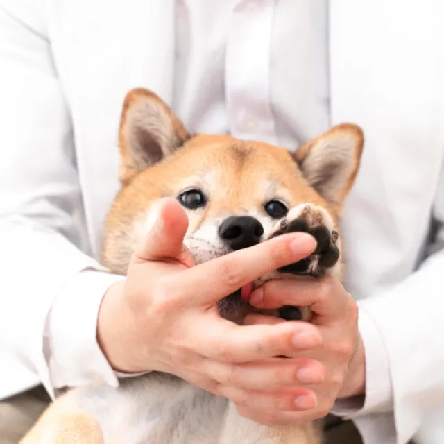 【PROUDPET 嬌寵醫生】毛孩肉球保養霜 30mlx4入(寵物肉球/平衡異味/肉球保養/趾間不適適用/保濕防止乾裂)