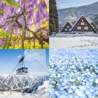 【吉航旅遊】精緻假期2025立山黑部合掌村上高地河口湖粉蝶花紫藤花富士芝櫻六日-星宇航空/長榮/國泰航空