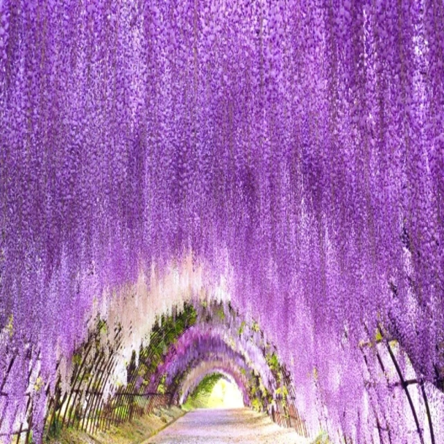吉航旅遊 精緻假期九州自然動物園福岡阿蘇山柳川遊船萌熊電車湯